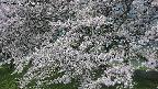 ochiai2-20250426075114.jpg