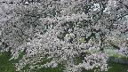 ochiai2-20250426080115.jpg