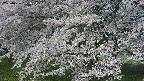 ochiai2-20250426081115.jpg