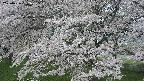 ochiai2-20250426082117.jpg