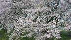 ochiai2-20250426083115.jpg