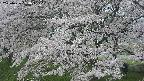 ochiai2-20250426084111.jpg