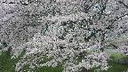 ochiai2-20250426085114.jpg