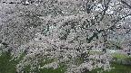 ochiai2-20250426090111.jpg