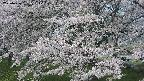 ochiai2-20250426091116.jpg