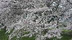 ochiai2-20250426092111.jpg