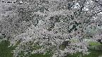 ochiai2-20250426094117.jpg