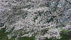 ochiai2-20250426095114.jpg