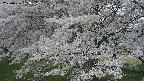 ochiai2-20250426103113.jpg