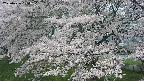 ochiai2-20250426104113.jpg
