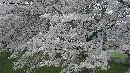 ochiai2-20250426110113.jpg