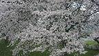ochiai2-20250426111110.jpg