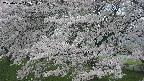 ochiai2-20250426112113.jpg