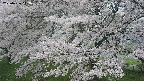 ochiai2-20250426113112.jpg