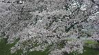 ochiai2-20250426114112.jpg