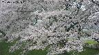 ochiai2-20250426115112.jpg