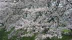 ochiai2-20250426120110.jpg
