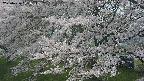 ochiai2-20250426121116.jpg