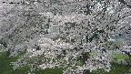 ochiai2-20250426122114.jpg