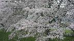 ochiai2-20250426123112.jpg