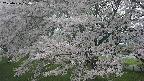 ochiai2-20250426124110.jpg