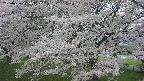 ochiai2-20250426125111.jpg