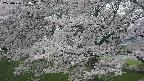 ochiai2-20250426130109.jpg