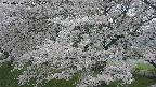 ochiai2-20250426131113.jpg