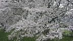 ochiai2-20250426132111.jpg