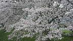 ochiai2-20250426133117.jpg
