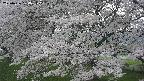 ochiai2-20250426134116.jpg