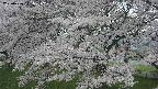 ochiai2-20250426141112.jpg