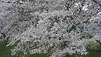 ochiai2-20250426143110.jpg