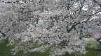 ochiai2-20250426144113.jpg