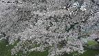 ochiai2-20250426145116.jpg