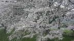 ochiai2-20250426150113.jpg