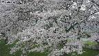 ochiai2-20250426151114.jpg