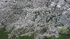 ochiai2-20250426152111.jpg