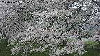 ochiai2-20250426153104.jpg
