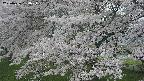 ochiai2-20250426154120.jpg