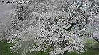 ochiai2-20250426155111.jpg