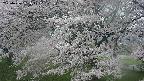 ochiai2-20250426161106.jpg