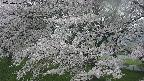 ochiai2-20250426162108.jpg