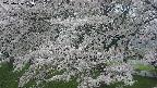 ochiai2-20250426163115.jpg