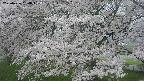 ochiai2-20250426164107.jpg
