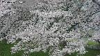 ochiai2-20250426165108.jpg