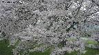 ochiai2-20250426172116.jpg