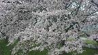 ochiai2-20250426173111.jpg
