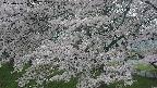 ochiai2-20250426175112.jpg