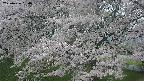 ochiai2-20250426180113.jpg
